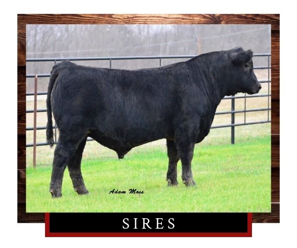 Black bull standing in a pasture, labeled “Sires.”