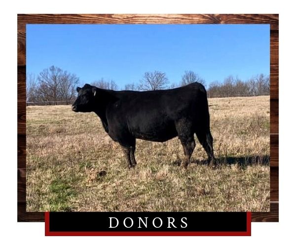 Black cow standing in a grassy field with “DONORS” label below