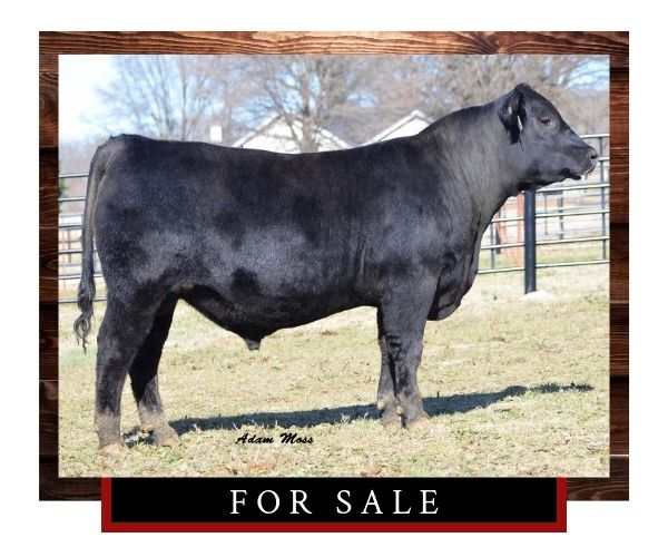 Black bull standing in a pasture with a “For Sale” sign below