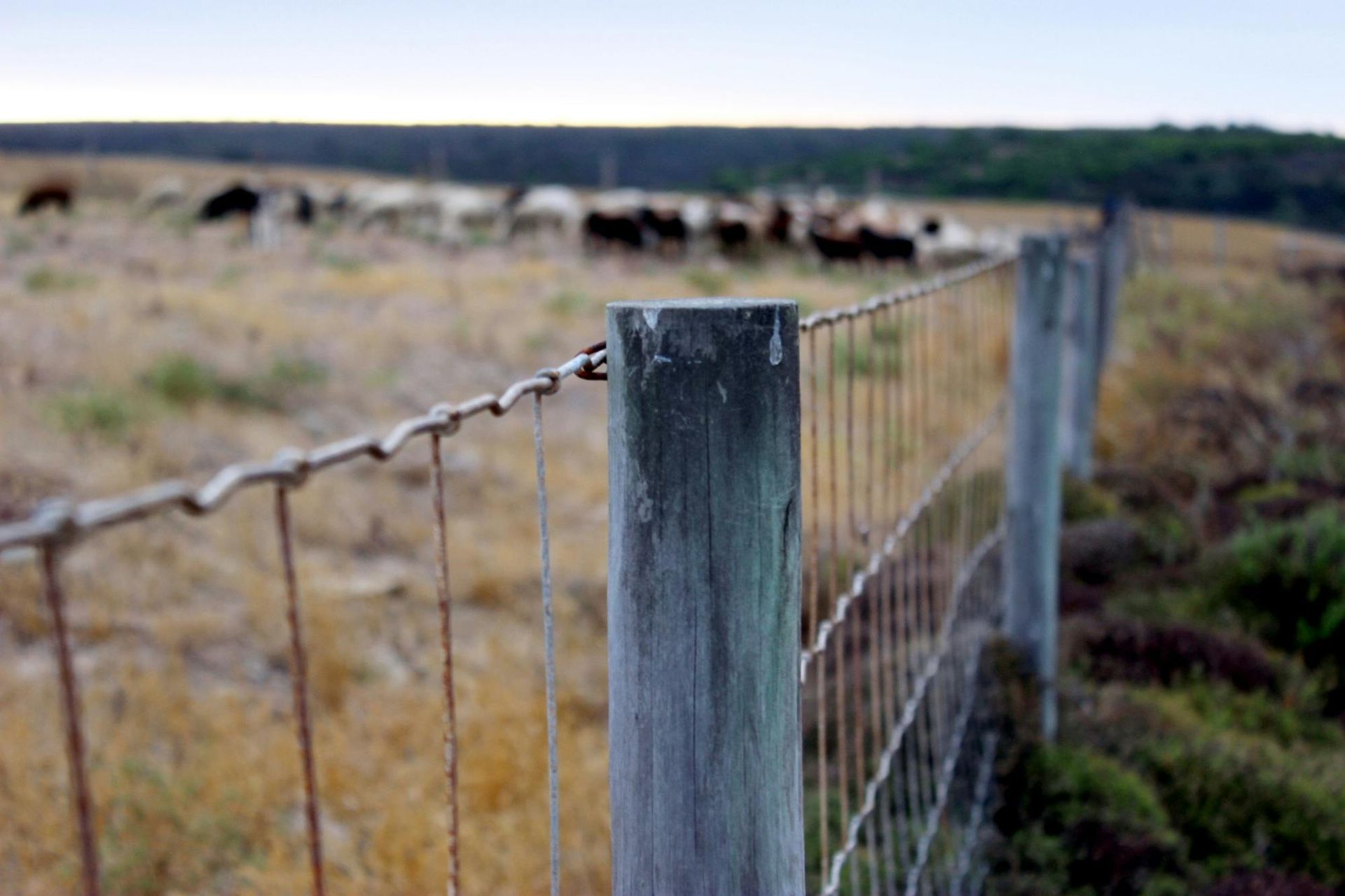 An image of a pristine white privacy fence enclosing a backyard, providing security and seclusion.