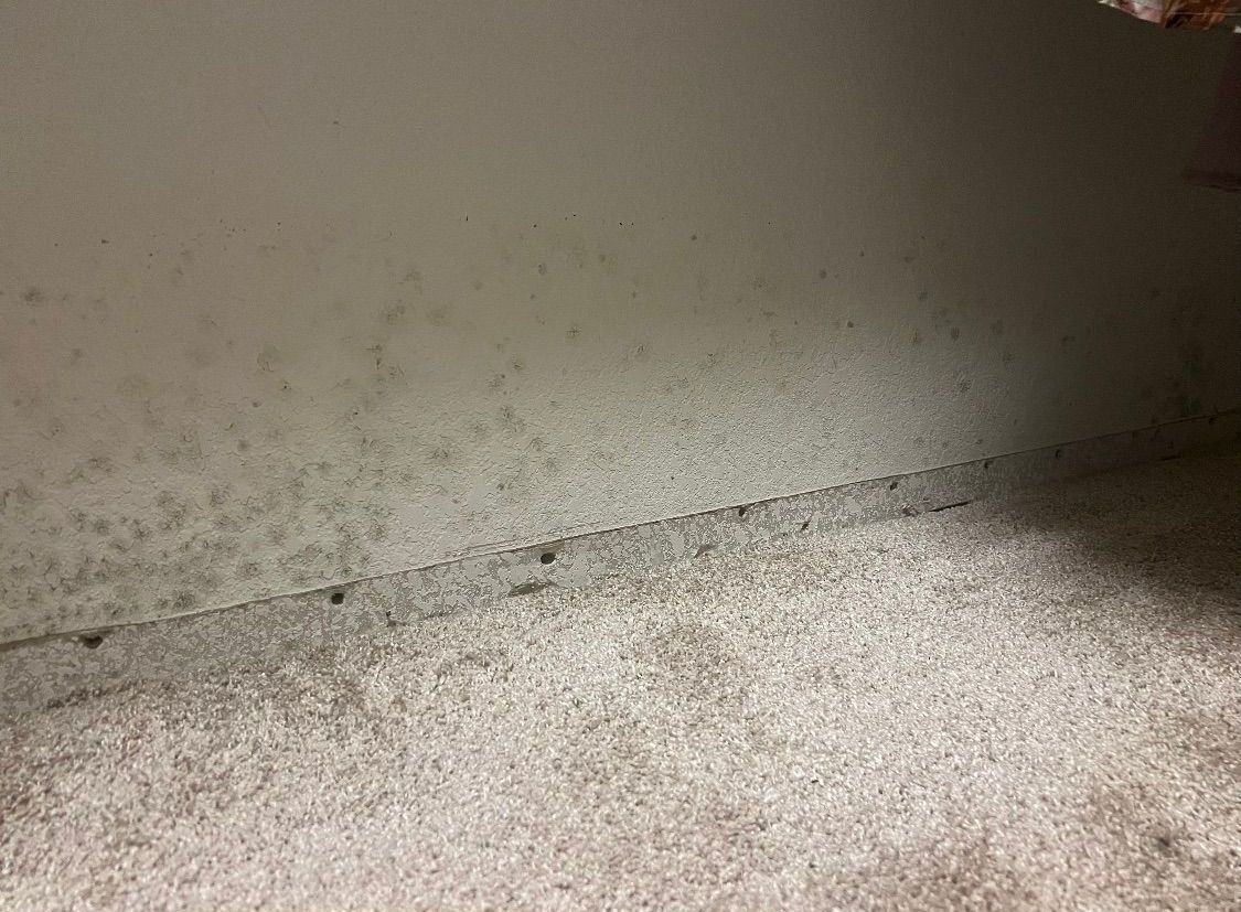 Mold growth on a wall and floor, showing dark spots and fuzzy textures in a damp environment.