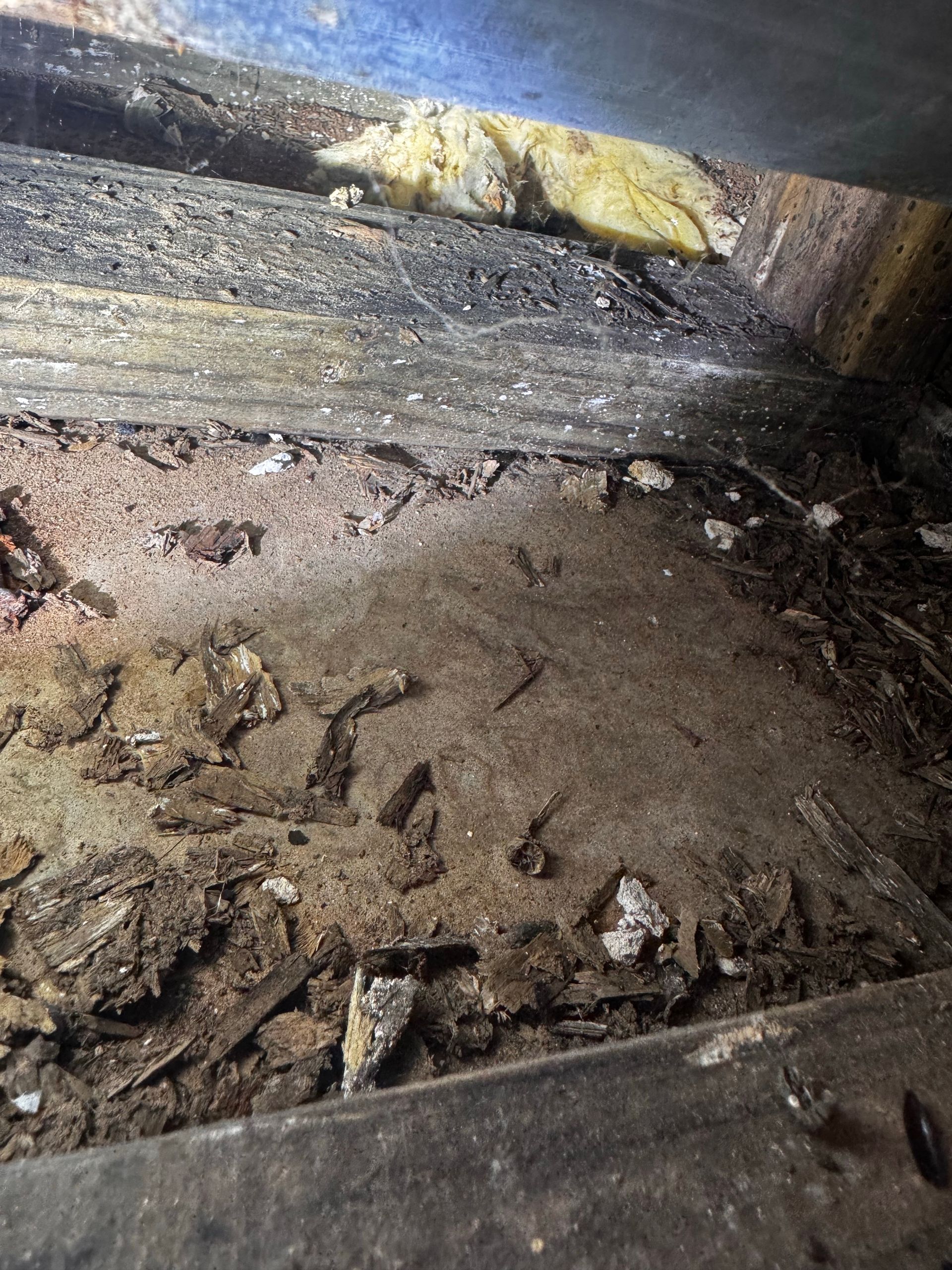 Mold and debris inside a dark, enclosed space, possibly an air duct. Yellow insulation is visible in the upper portion.