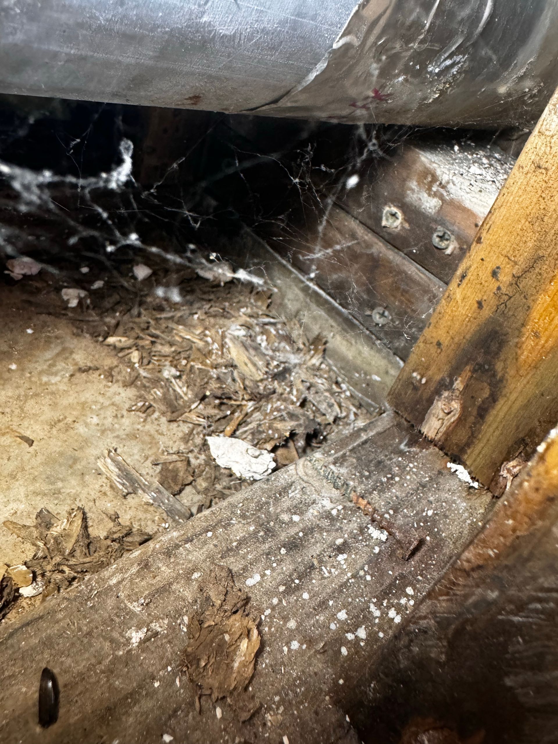 A close-up of a dusty, wooden structure with cobwebs, debris, and white, possibly moldy, patches.