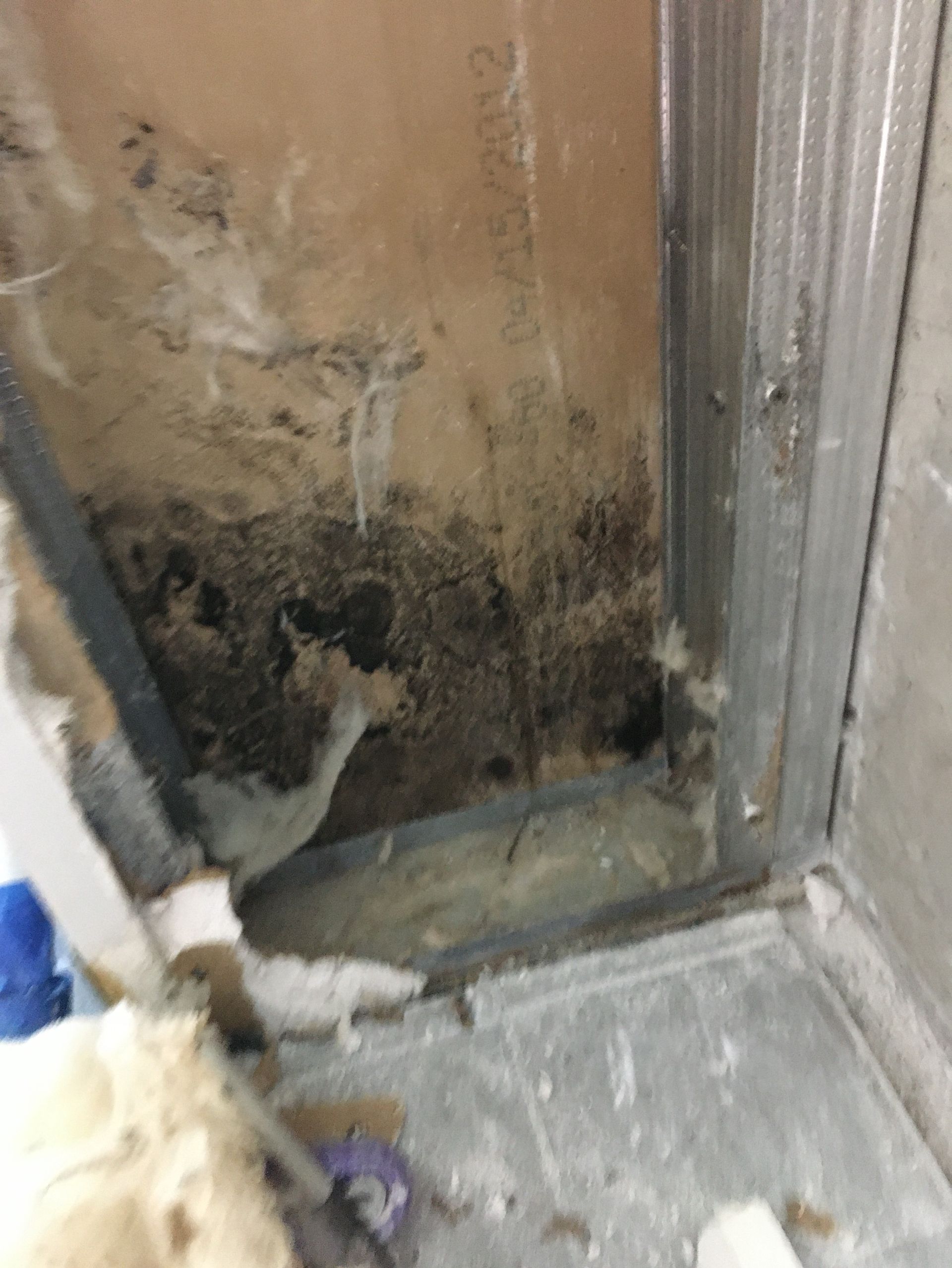 Mold growth on the wall inside a shower stall. The wall is damaged with black and brown mold, next to a metal frame.