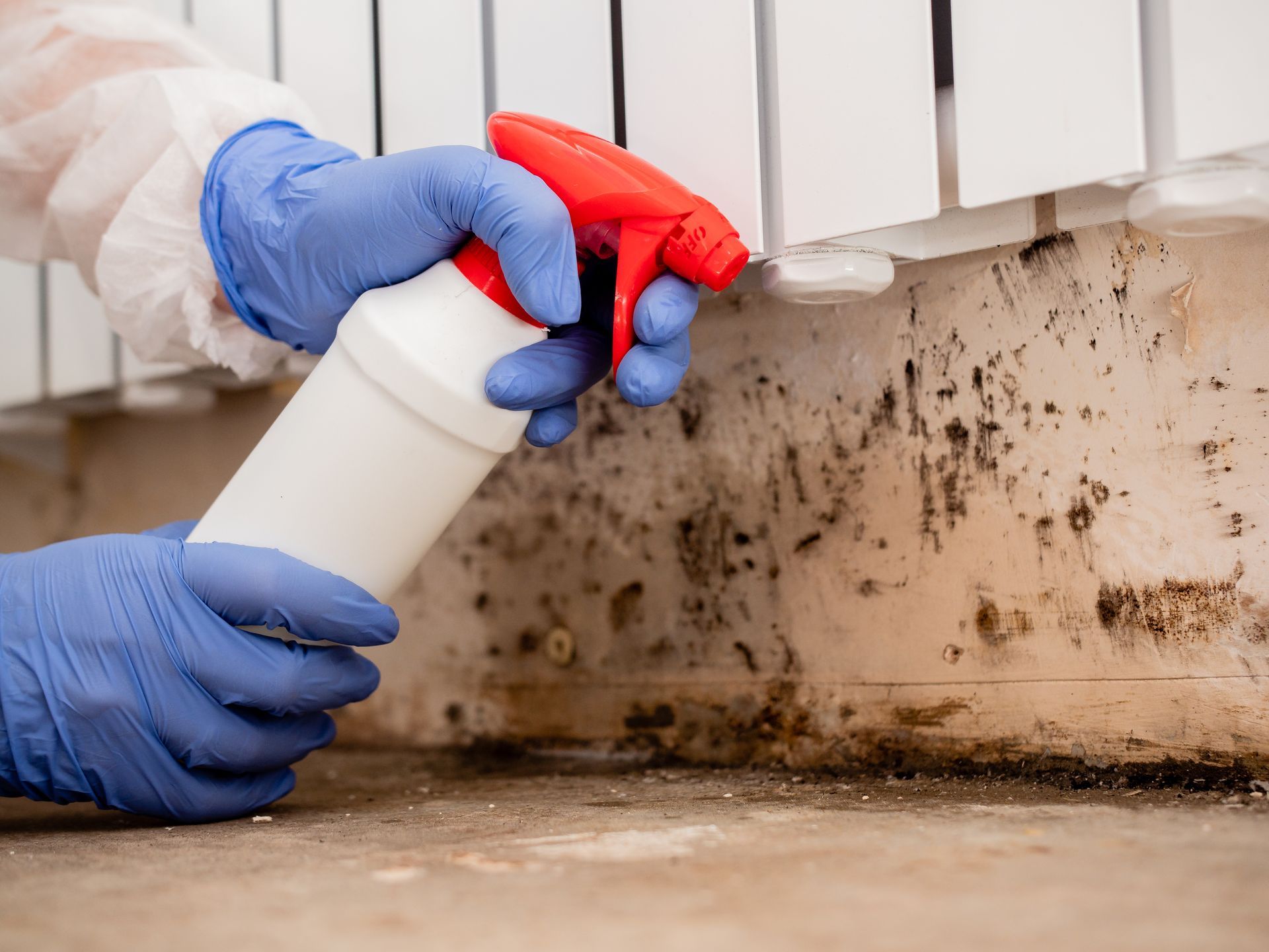 Person wearing blue gloves sprays a white bottle onto black mold on a wall near a radiator.
