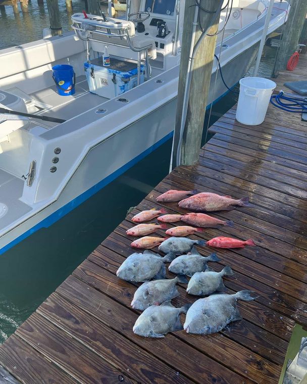 A bunch of fish are sitting on a wooden dock next to a boat.