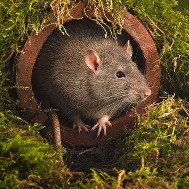 Rodent control — Antioch, CA — Central Exterminator Co