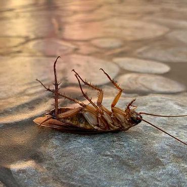 Cockroaches extermination — Antioch, CA — Central Exterminator Co
