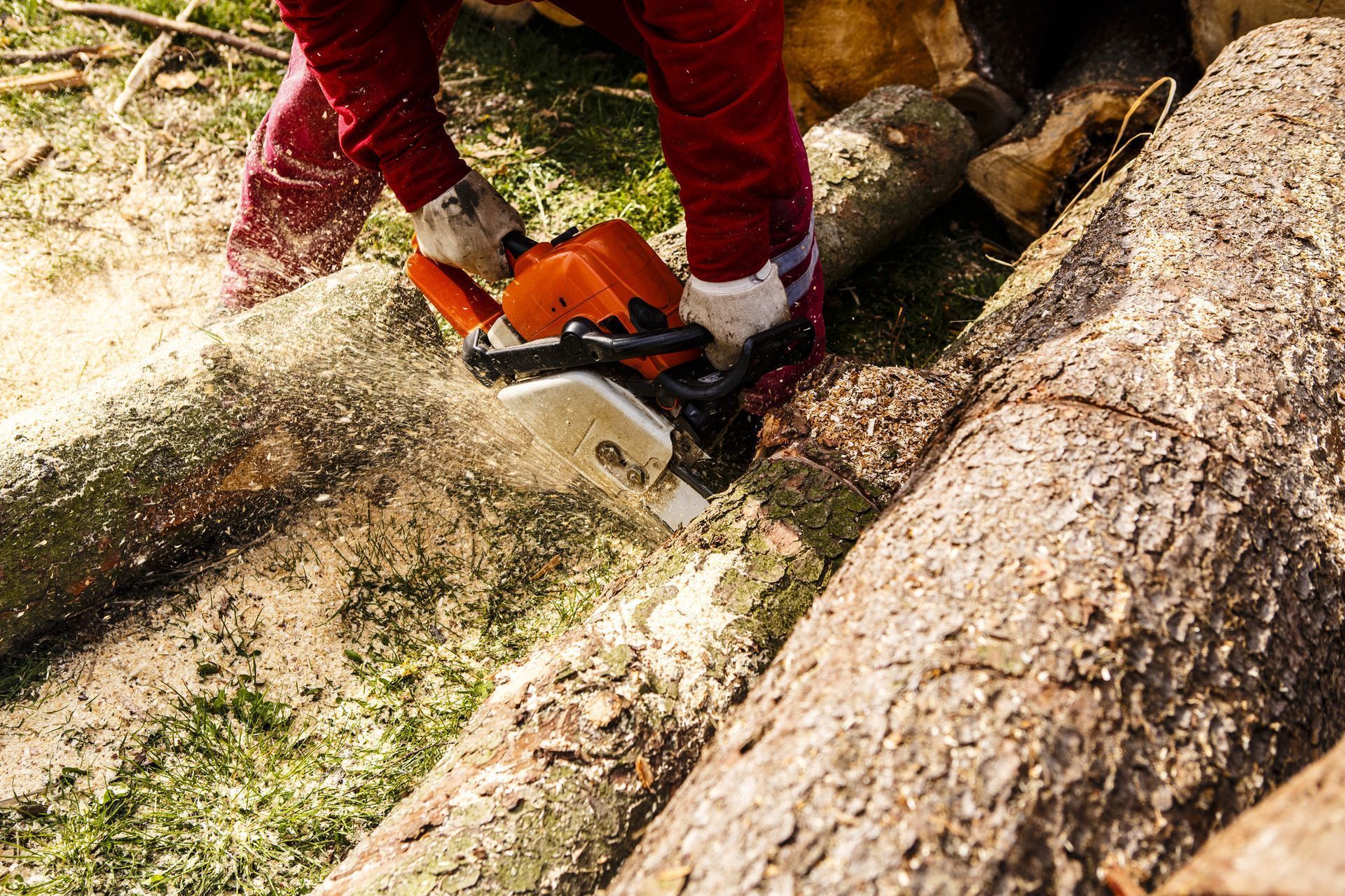 A chainsaw is cutting a tree in the woods.