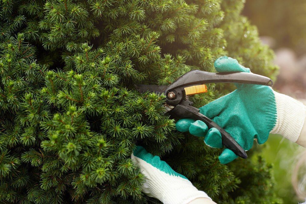 A person is cutting a bush with a pair of scissors.