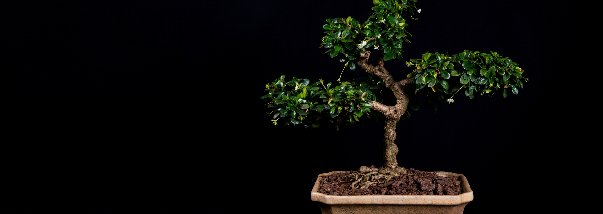 Picture of a small tree.
