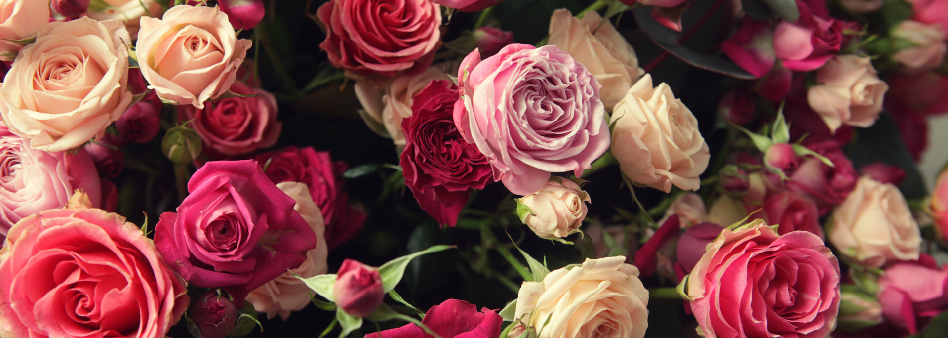 Picture of roses.