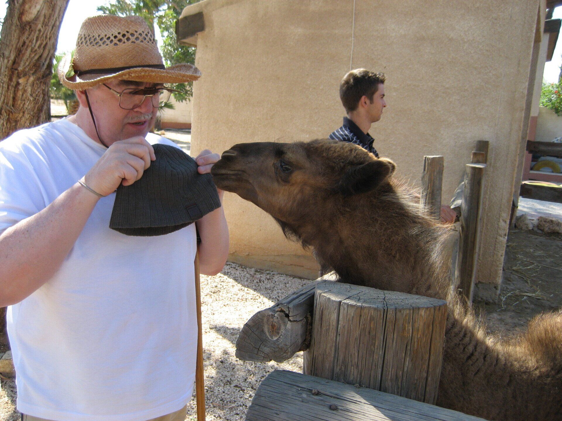 A man in a straw hat is petting a camel