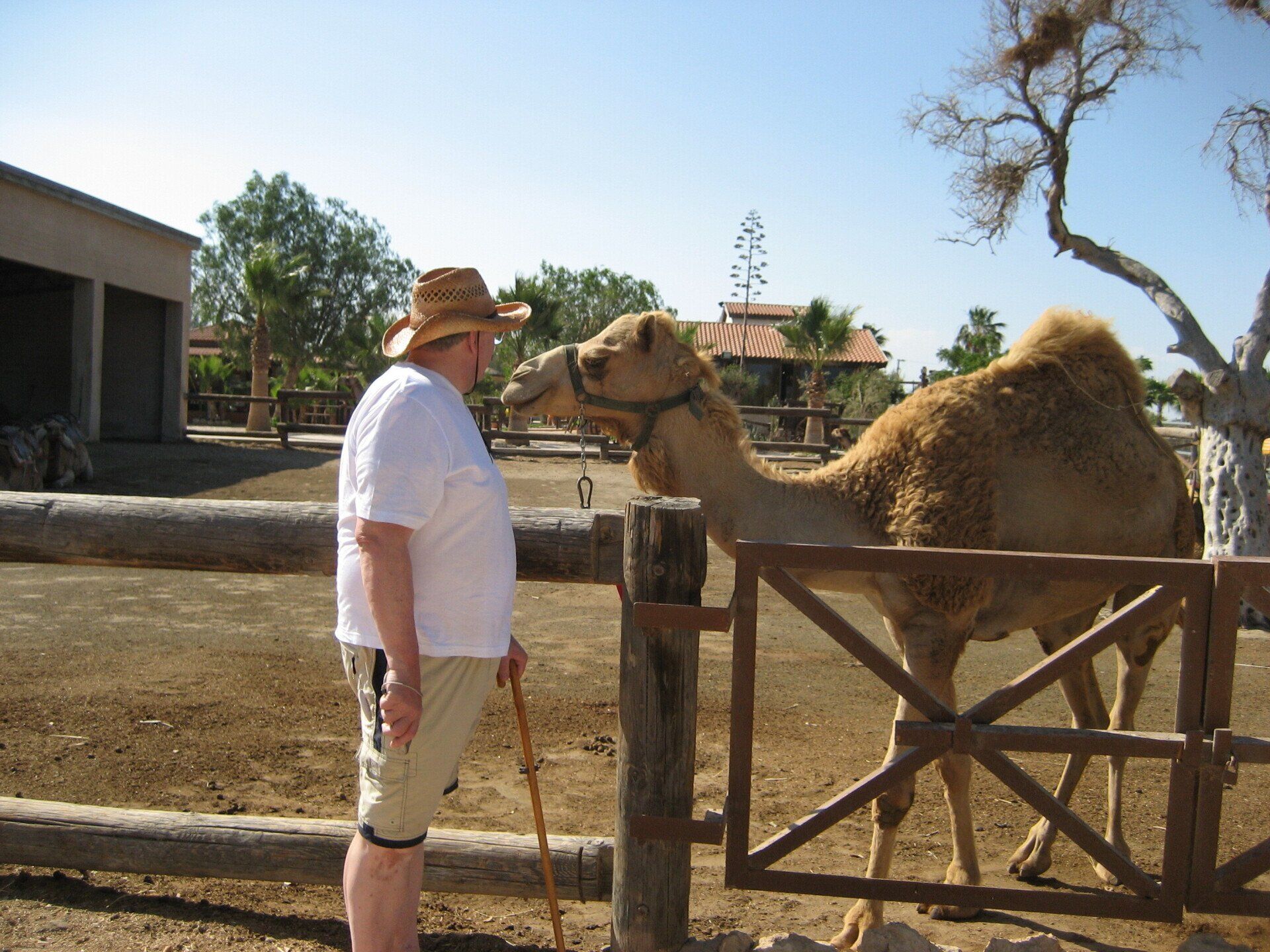 A man standing next to a camel behind a wooden fence