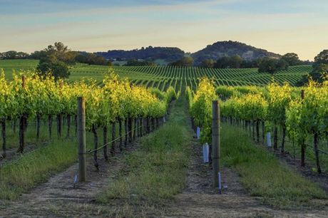 Vineyard in Sonoma County