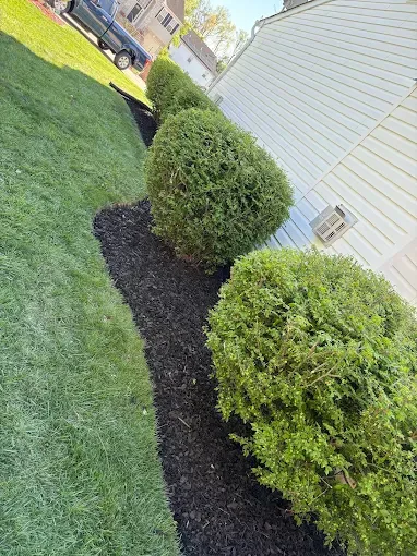 Two round shrubs along a house beside a fresh black mulch bed and green lawn.