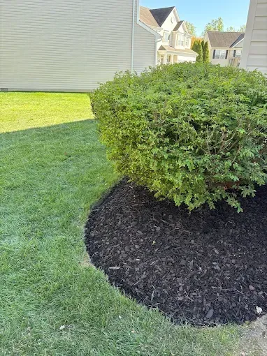 Trimmed shrub beside house on a green lawn with dark mulch bed