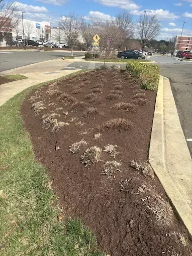 Mulched roadside flower bed beside a sidewalk, with sparse small plants under a cloudy sky.