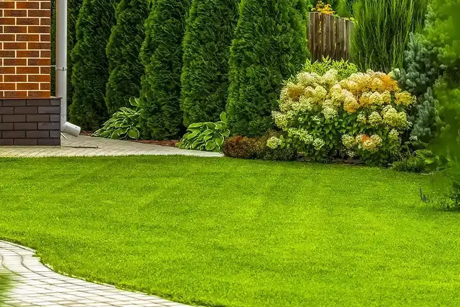 Lush green lawn beside a brick house, with tall shrubs and flowering bushes in a garden.