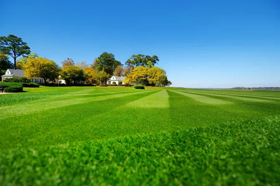 Bright green field with trees and houses under a clear blue sky