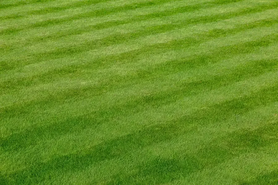 Green striped grass lawn in sunlight