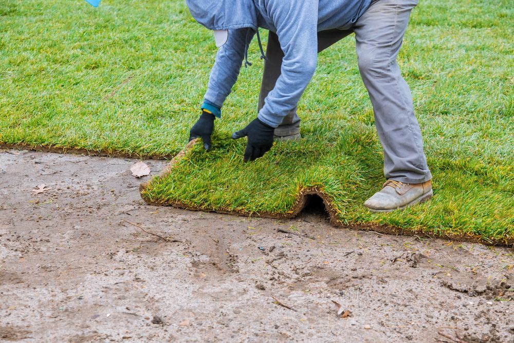 Two people lifting a rolled-up patch of sod from a muddy lawn edge