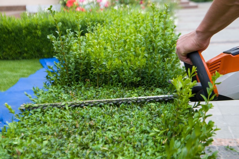 A person trimming a green hedge with electric hedge clippers in a garden.