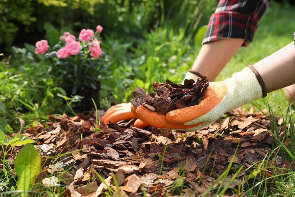 Gloved hands spreading mulch over a garden bed with pink flowers nearby