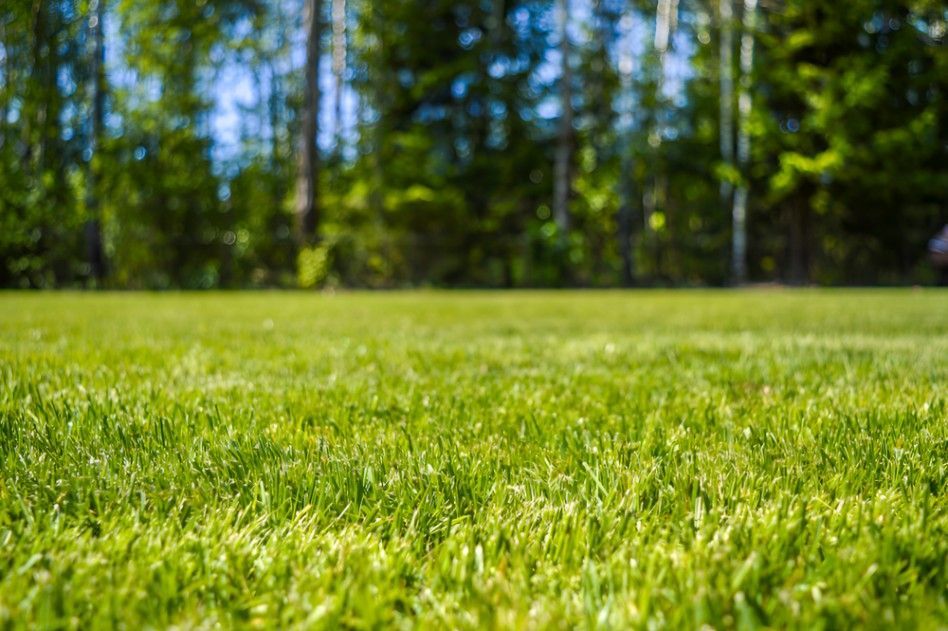 A Close Up of a Lush Green Field With Trees in the Background — Superior Turf in Illawarra, NSW
