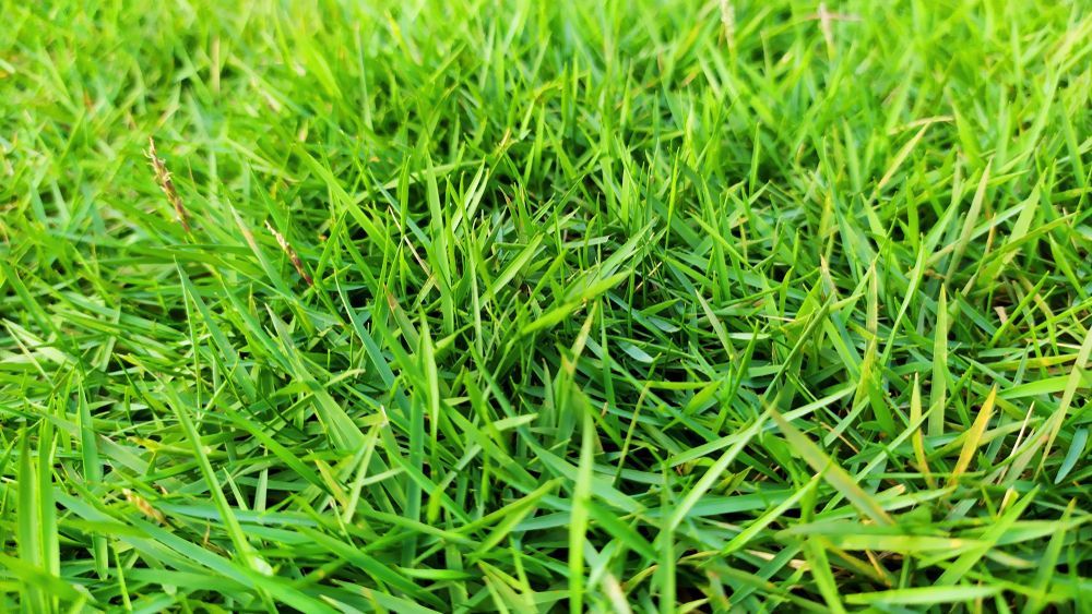 A Close Up of a Lush Green Field of Grass — Superior Turf in Oak Flats, NSW