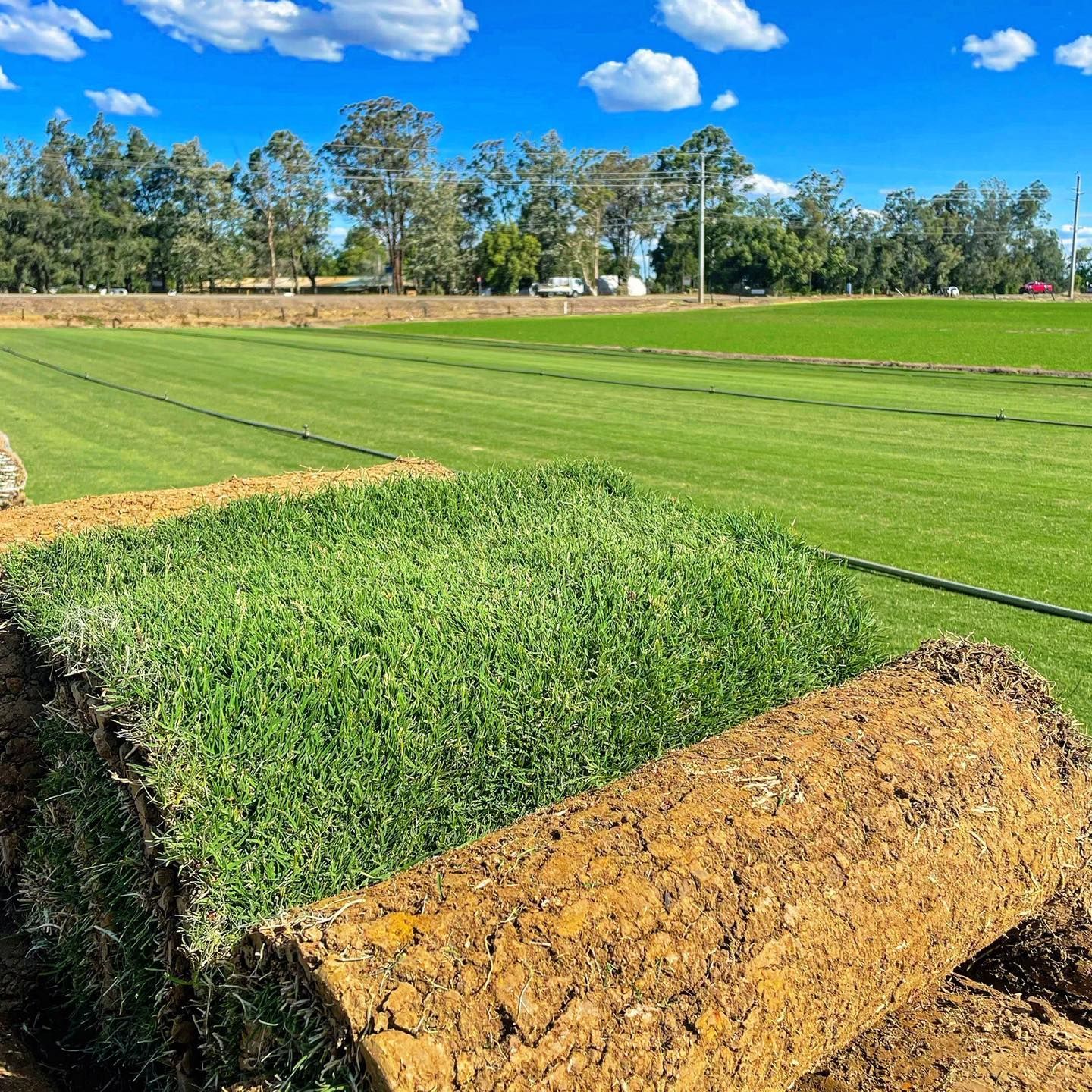 A Sprinkler is Spraying Water on a Lush Green Lawn — Superior Turf in Wollongong, NSW