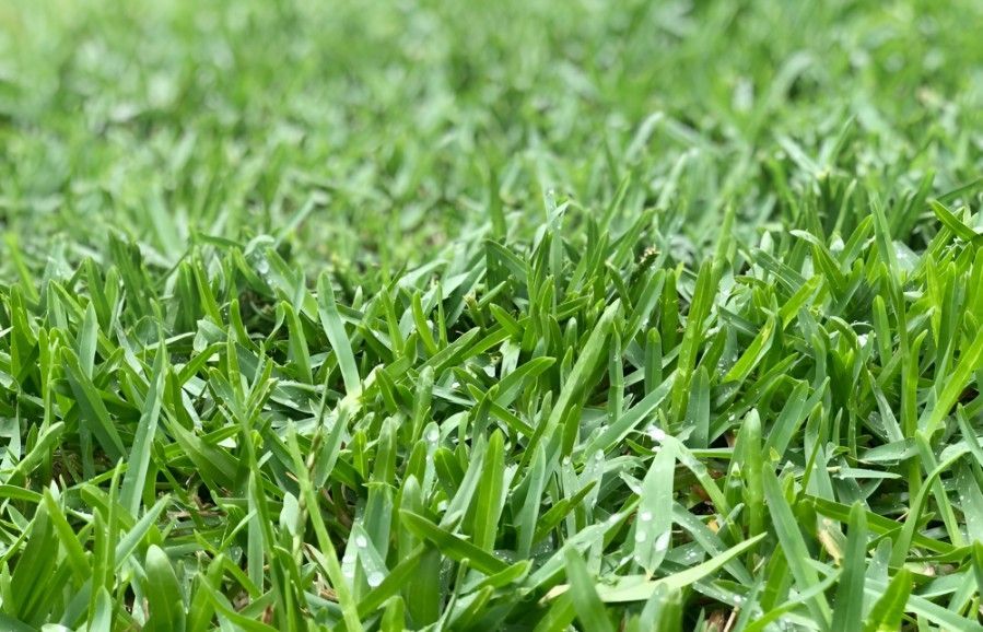 A Close Up of a Lush Green Field of Grass — Superior Turf in Illawarra, NSW