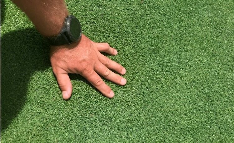 A Person's Hand is Laying on Top of a Lush Green Lawn — Superior Turf in Illawarra, NSW