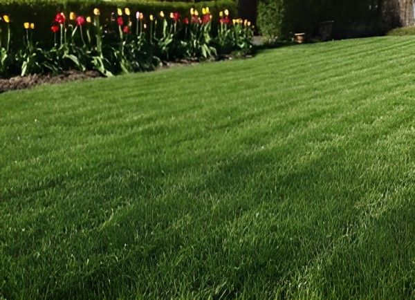 A Lush Green Lawn With Flowers in the Background — Superior Turf in Illawarra, NSW