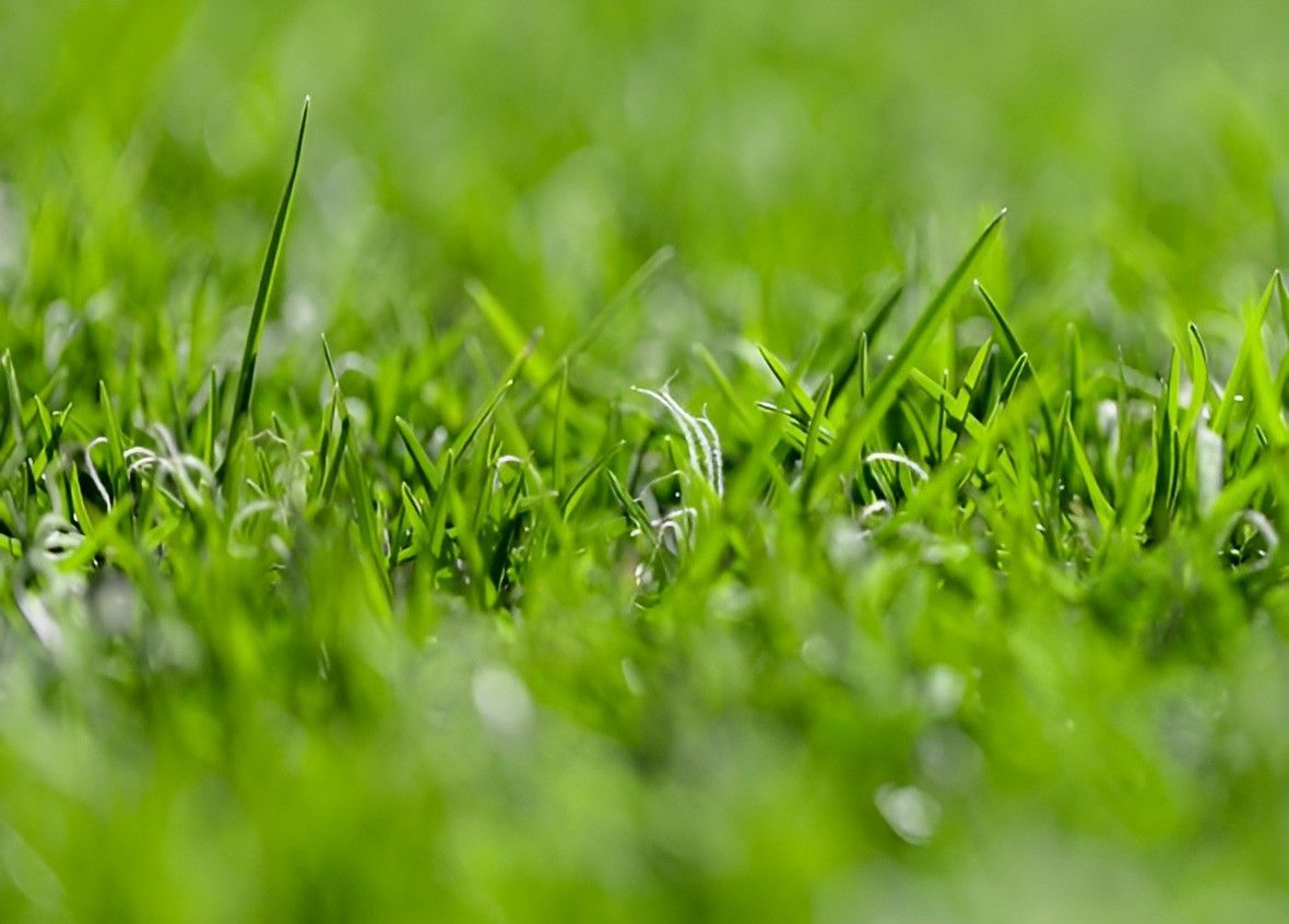 A Close Up of a Lush Green Field of Grass With Water Drops on It — Superior Turf in Illawarra, NSW