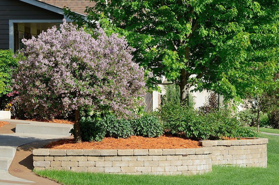 trees in the retaining wall