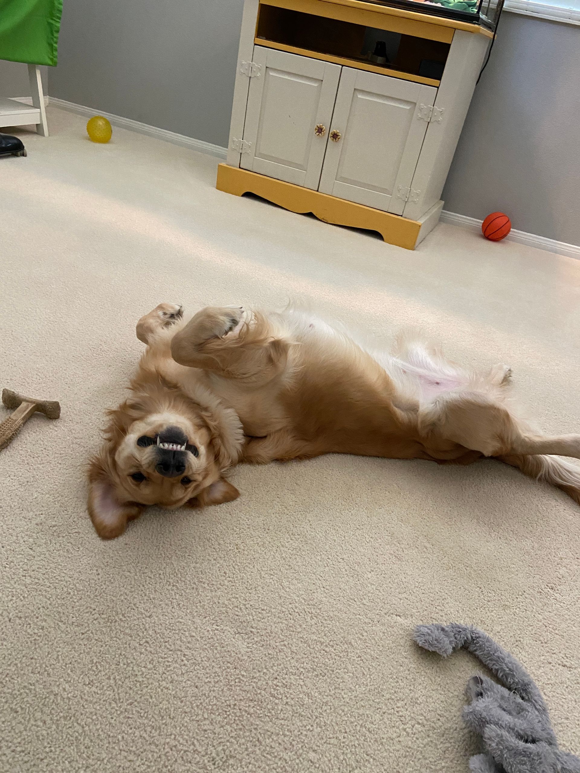 Petrichor natural carpet cleaning