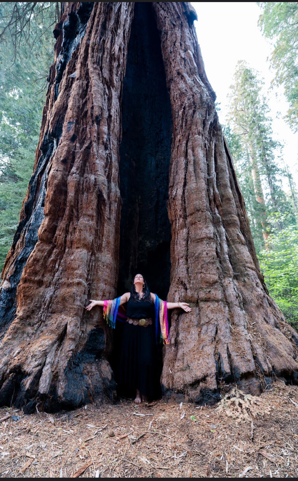Person standing inside a large tree opening, arms outstretched. The tree is dark brown, in a forest.