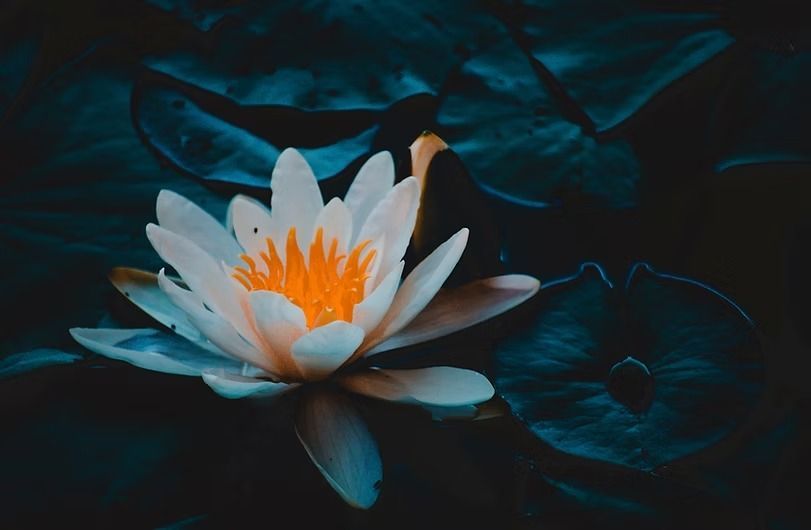 White water lily with orange center, surrounded by dark blue-green lily pads in water.
