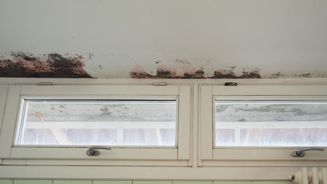 Mold growing on the ceiling above a window, with brown and reddish discoloration.