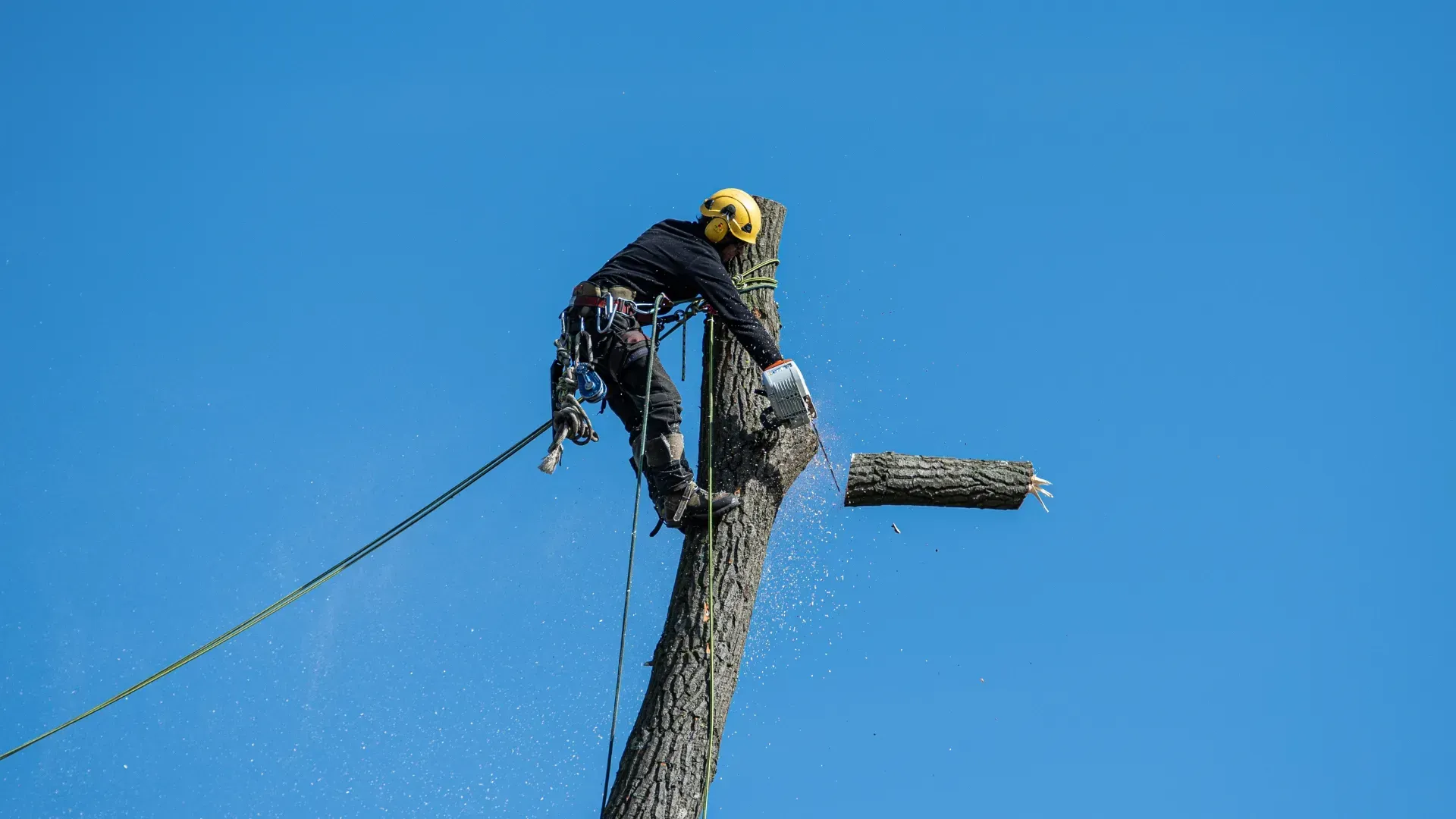 Arborist in helmet, cutting tree branch with chainsaw against clear blue sky.