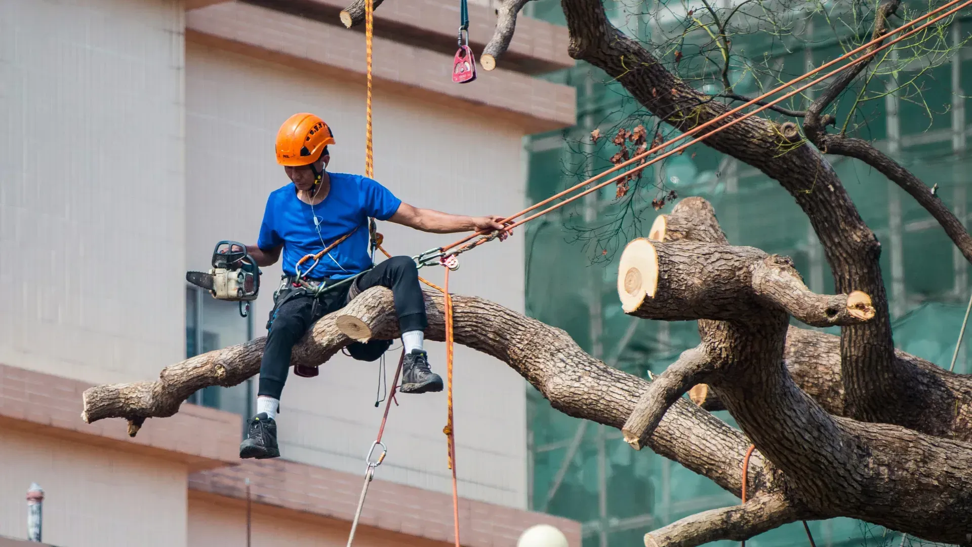 Arborist in orange helmet, cutting tree branch with chainsaw, secured by ropes. Building in background.