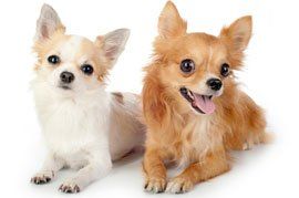 dogs care services dogs care services