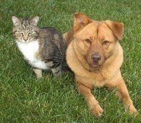 Dog and Cat - Pet Vaccinations