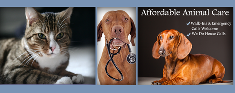 Shop affordable animal hospital of orange Online Sale