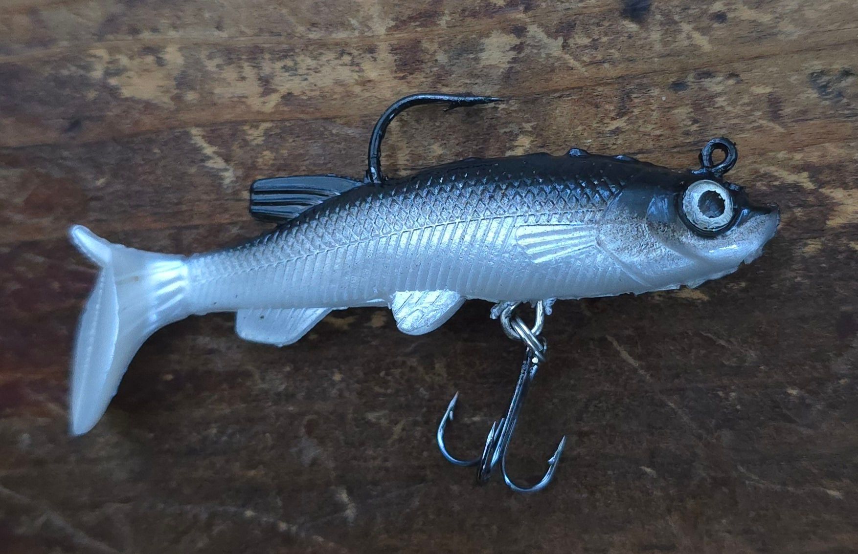 silver/black baby barracuda