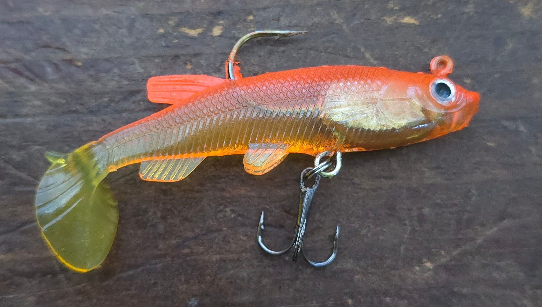 orange baby barracuda