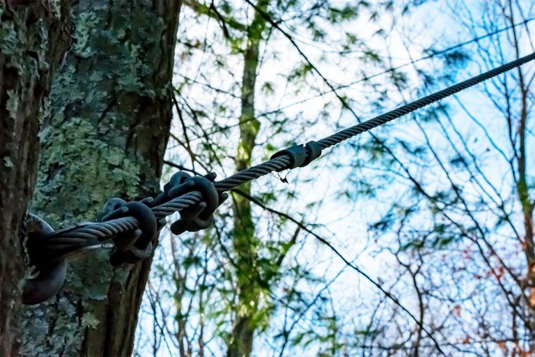 Prevent tree failure and collapse