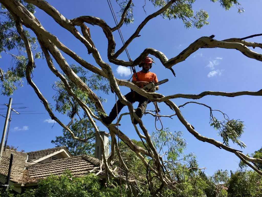 EBBE6623-BABB-4AA2-B9F5-664D908ED3AD_1_102_a