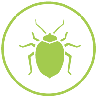 Elm Leaf Beetle Control, Total Tree Care